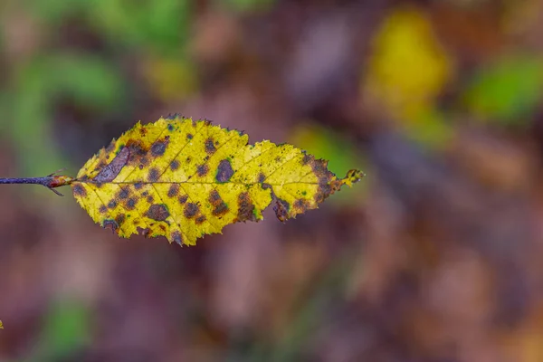 Eine Nahaufnahme Von Herbstblättern — Stockfoto