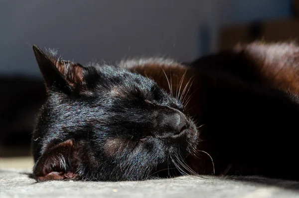 Sleepy Black Cat Lying Sunlight — Stock Photo, Image