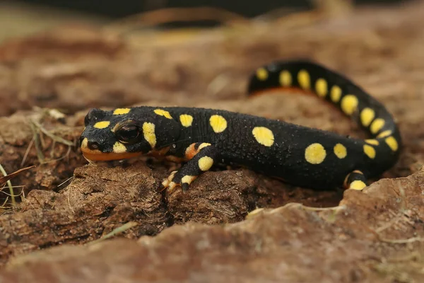 Крупный План Наземного Подростка Угрожаемом Озере Urmia Newt Neurergus Crocatus — стоковое фото