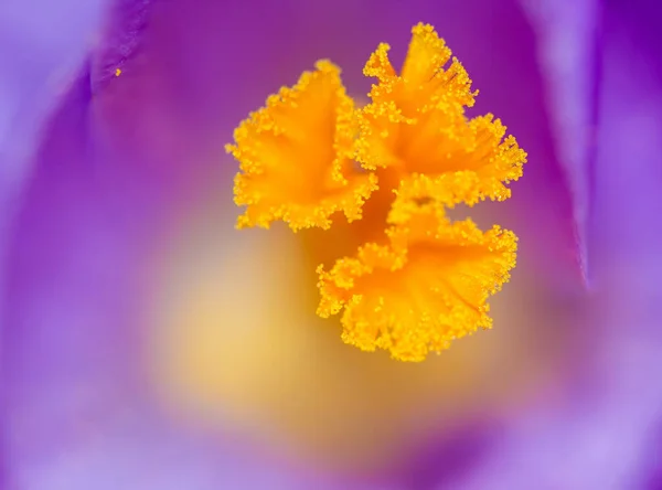 Makroaufnahme Eines Gelben Staubgefäßes Einer Blume — Stockfoto