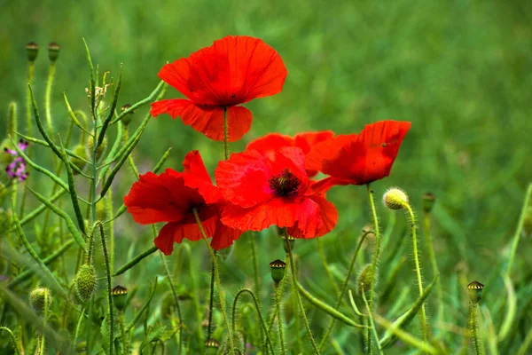 Close Poppies Florescendo Campo — Fotografia de Stock