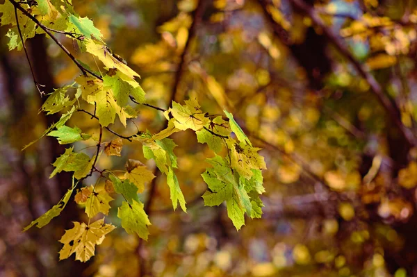 가을가지에 초록색 노란색 — 스톡 사진