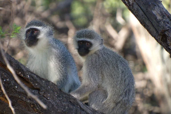 Primer Plano Dos Monos Vervet Lindos Sentados Árbol — Foto de Stock