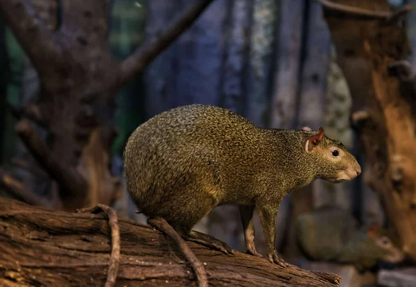 Close Agouti Marrom Uma Árvore — Fotografia de Stock