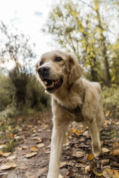 Sebuah Gambar Indah Anjing Retriever Emas Lucu Bermain Hutan — Stok Foto