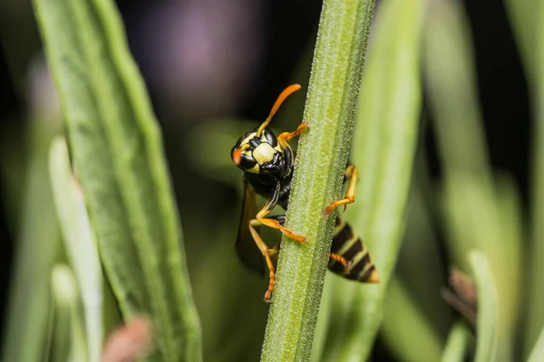 Selective Focus Shot Wasp Green Leaf — Φωτογραφία Αρχείου