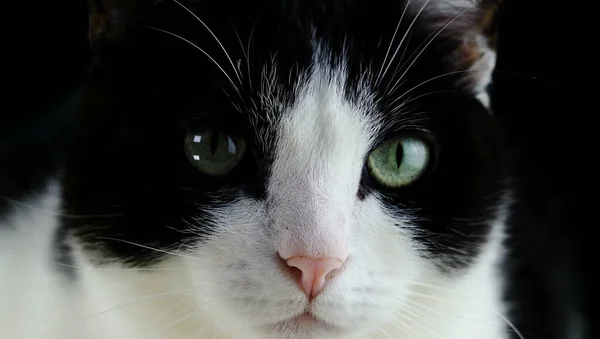 Gato Posando Frente Câmera Conceito Ideal Para Animais Estimação Animais — Fotografia de Stock