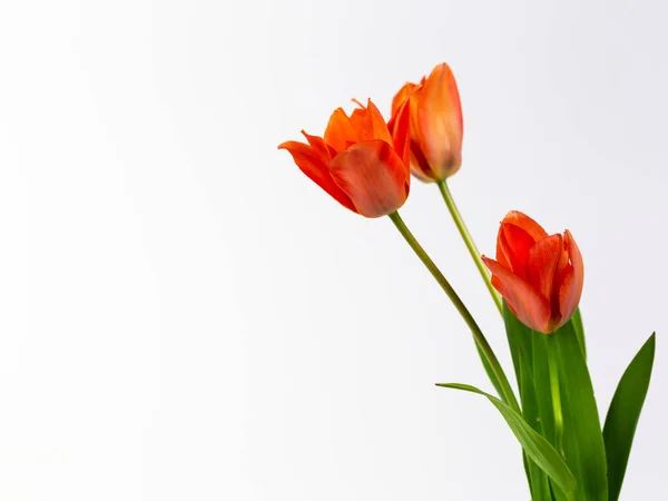 Close Red Tulips Front White Background Copy Space — стоковое фото