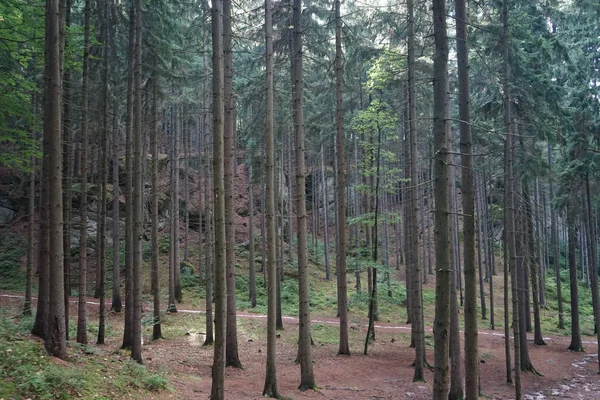 Dense Pine Forest Bohemian Paradise Czechia — Fotografia de Stock