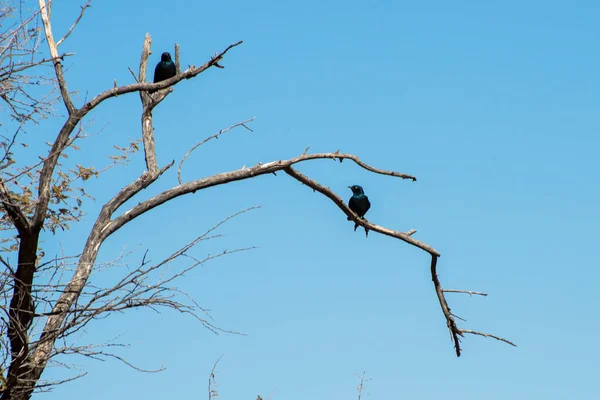 Two Starlings Perched Branches Erindi National Park Namibia — Stock fotografie