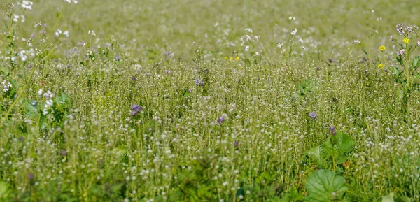 Eine Nahaufnahme Von Gras Auf Dem Feld Bei Tageslicht — Stockfoto