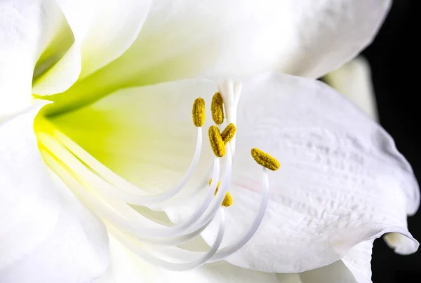 Close Pistil Filaments White Amaryllis Flower — Stock Photo, Image