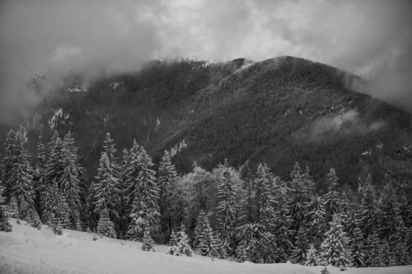 山上覆盖着白雪的树木 — 图库照片