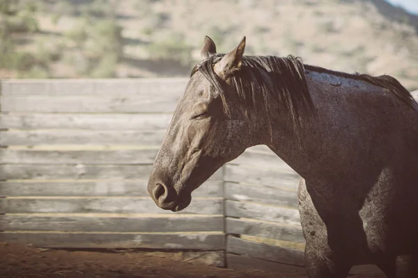 Mittlere Nahaufnahme Eines Dunklen Pferdes Das Sonnenlicht Gehege Schielt — Stockfoto
