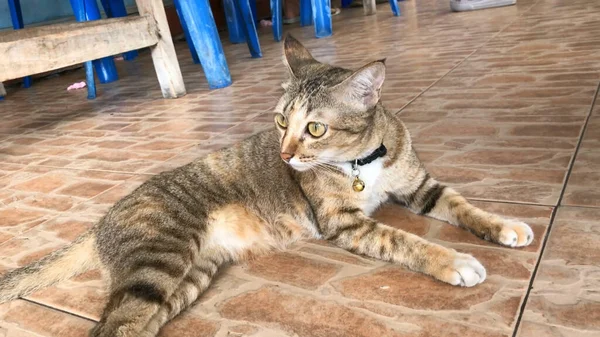 Gato Posando Frente Câmera Conceito Ideal Para Animais Estimação Animais — Fotografia de Stock