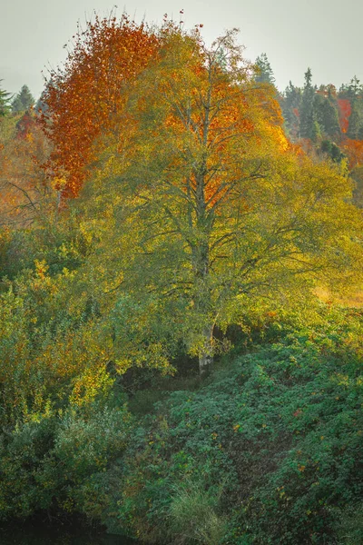 Parlak Yapraklı Güzel Ağaçların Dikey Görüntüsü Sonbahar Manzarası — Stok fotoğraf