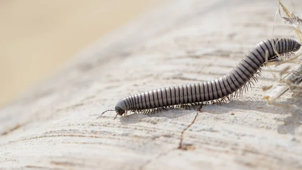 Yerde Siyah Bir Kırkayak Böceğinin Yakın Çekimi — Stok fotoğraf