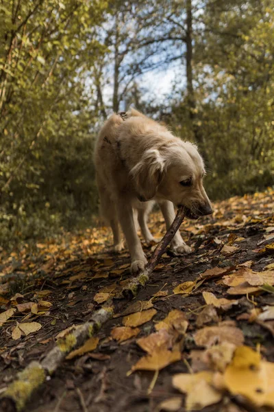 Beautiful Shot Golden Retriever Cute Dog Playing Forest — Fotografia de Stock