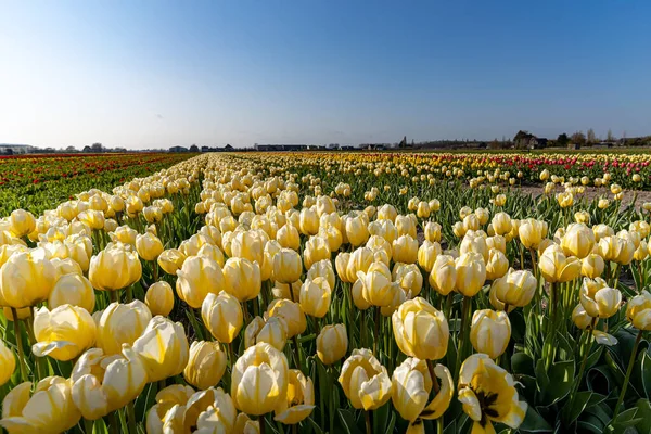 Une Belle Prairie Lumineuse Avec Des Tulipes Jaunes Fleurs — Photo