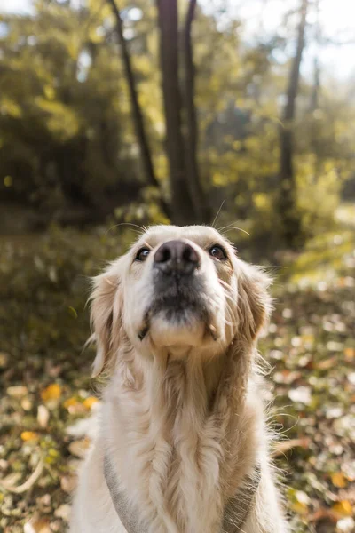 Piękny Strzał Golden Retriever Ładny Pies Bawiący Się Lesie — Zdjęcie stockowe