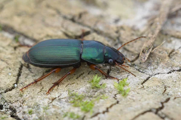 Closeup Colorful Metallic Green Ground Beetles Harpalus Affinis Piece Wood — Stock Photo, Image