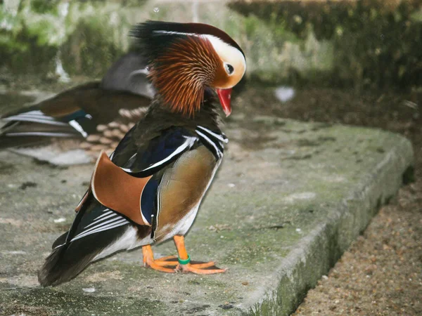 Canard Mandarin Mignon Avec Plumage Coloré — Photo