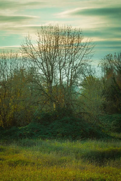 Vertical Shot Green Meadow Tree Branches Background — 图库照片