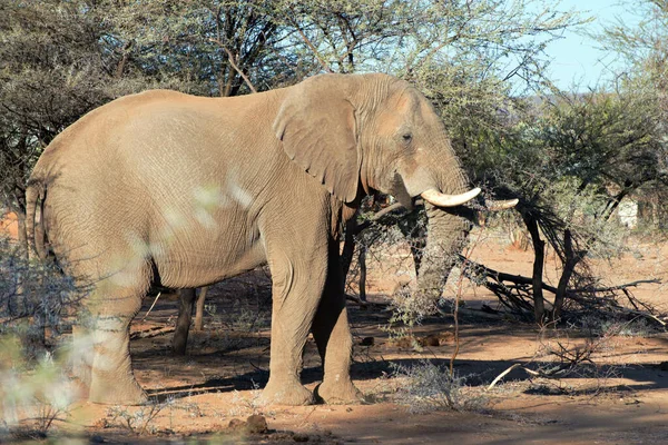 Elefante Reserva Caça Privada Erindi Omaruru Namíbia — Fotografia de Stock