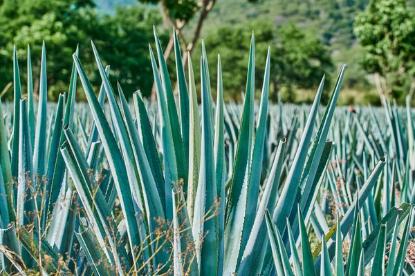 Plantación Agave Azul Campo Para Hacer Tequila Tequila Concepto Industria —  Fotos de Stock