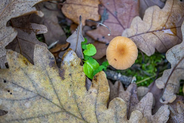 Primer Plano Hojas Otoño — Foto de Stock