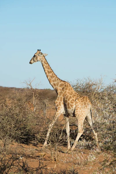 Vertical Shot Giraffe Erindi Private Game Reserve Omaruru Namibia — стоковое фото