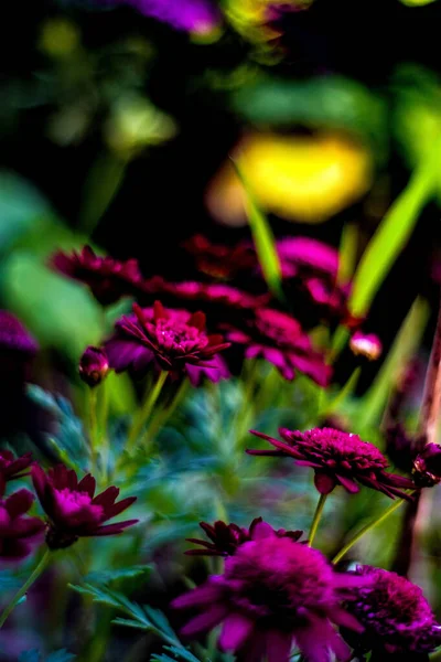 Selective Purple Chrysanthemum Flowers Garden — Stock Photo, Image