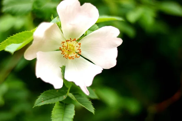 Zbliżenie Ujęcia Dzikiej Róży Ciągu Dnia — Zdjęcie stockowe