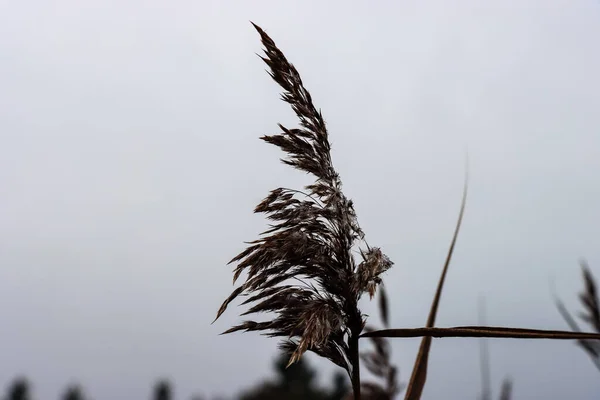 Beautiful Shot Common Reed Windy Gloomy Day — стоковое фото