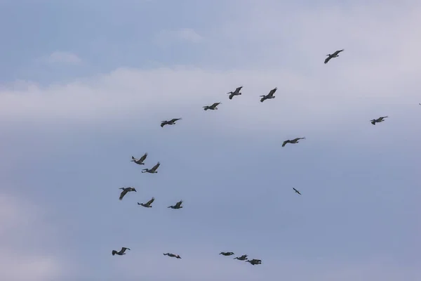 Flock Pelicans Flying Blue Sky — Fotografia de Stock