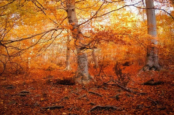 Tiro Hipnotizante Uma Floresta Durante Outono — Fotografia de Stock