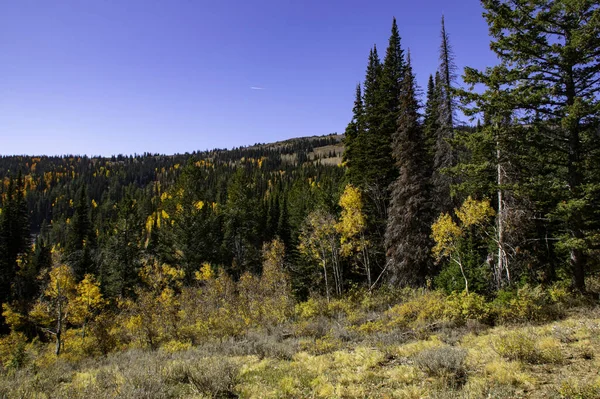 Een Landschap Van Herfst Naaldbomen Een Hoogland Een Zonnige Dag — Stockfoto