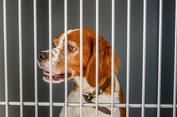 Egy Ketrecbe Zárt Aranyos Beagle Néz — Stock Fotó