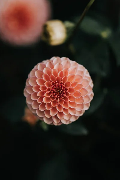 Vertical Macro Shot Beautiful Pink Dahlia Flower — Stockfoto