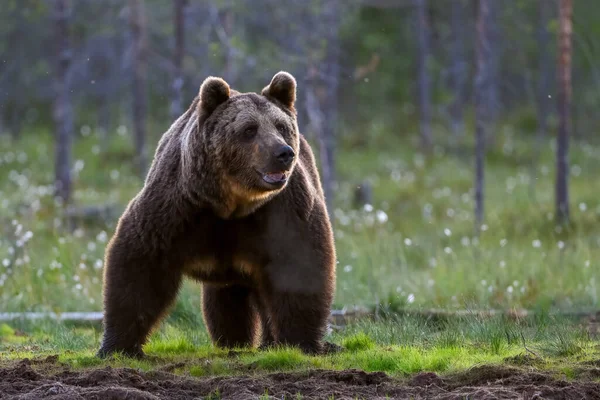 European Brown Bear Forest Ursus Arctos Finland — Fotografia de Stock