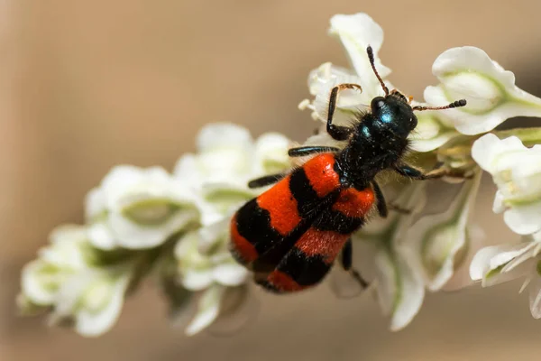 Selective Focus Shot Striped Red Black Bug Flower — стоковое фото