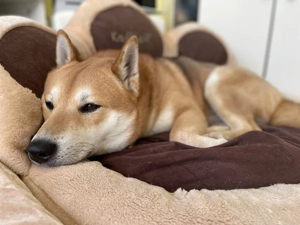 Primer Plano Mullida Marrón Adorable Perro Shiba Inu Acostado Cama — Foto de Stock