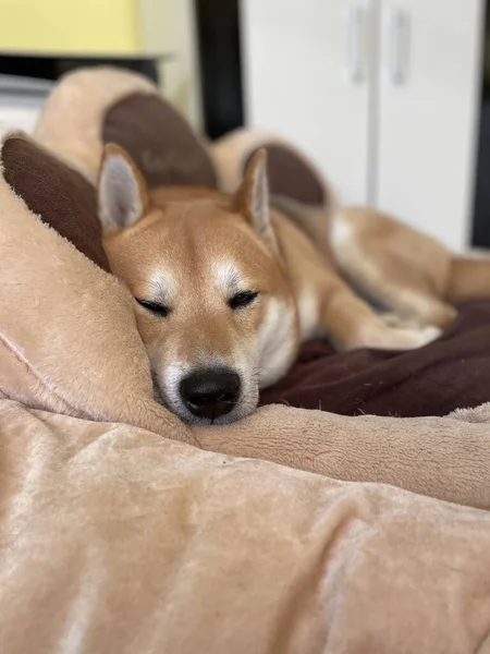 ふかふかの茶色いかわいい芝犬がベッドの上に寝そべっています — ストック写真