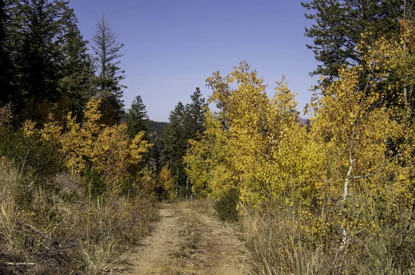 Een Landschap Van Herfst Bomen Een Hoogland Een Zonnige Dag — Stockfoto