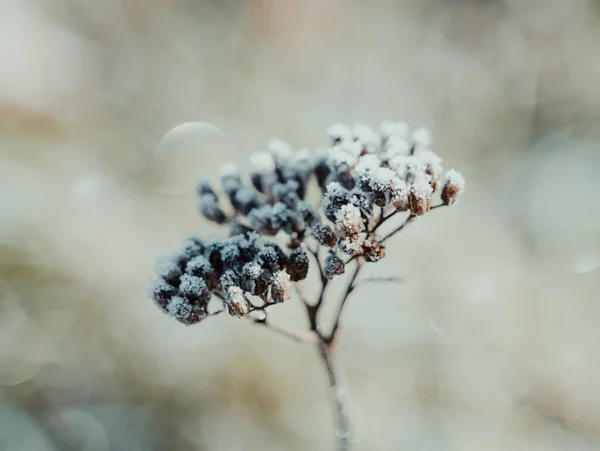 Eine Selektive Fokusaufnahme Der Schafgarbe Die Mit Frost Bedeckt Ist — Stockfoto