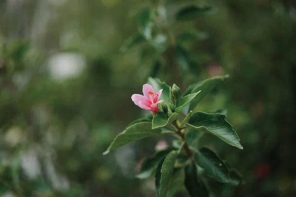 Detailní Záběr Uzavřený Květinový Pupen Rozmazaném Pozadí — Stock fotografie