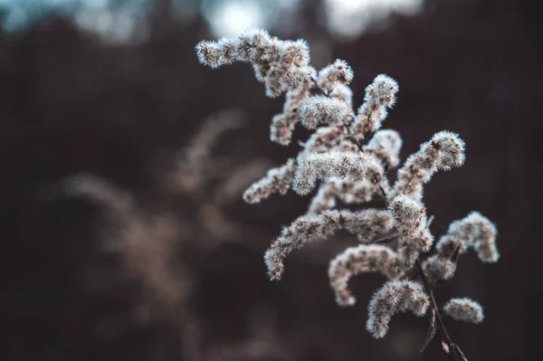 Goldenrod Meadow Winter — Stockfoto