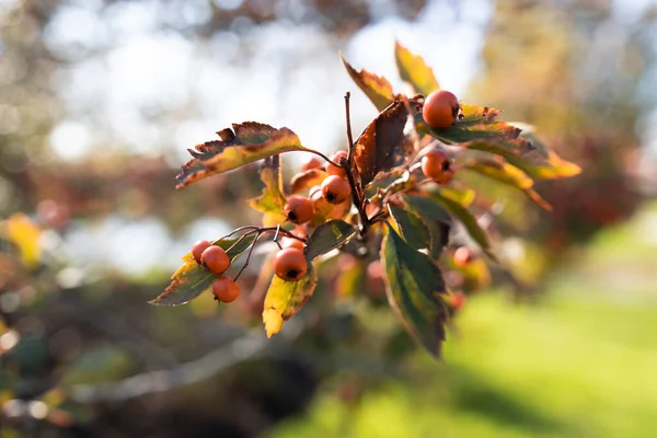 Close Shot Tree Branch Red Unripe Hawthorn Berries Garden Sunny — Fotografia de Stock