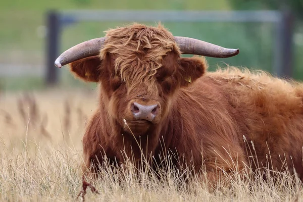 Ein Hochlandbulle Auf Einem Feld — Stockfoto