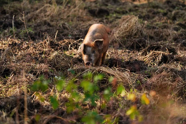 Cochon Sauvage Dans Champ Réserve Naturelle Onlanden Eelderwolde Pays Bas — Photo